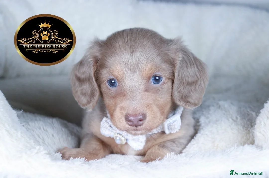 Bassotto cani in vendita: Bassotto Kaninchen  - Annuncio 2