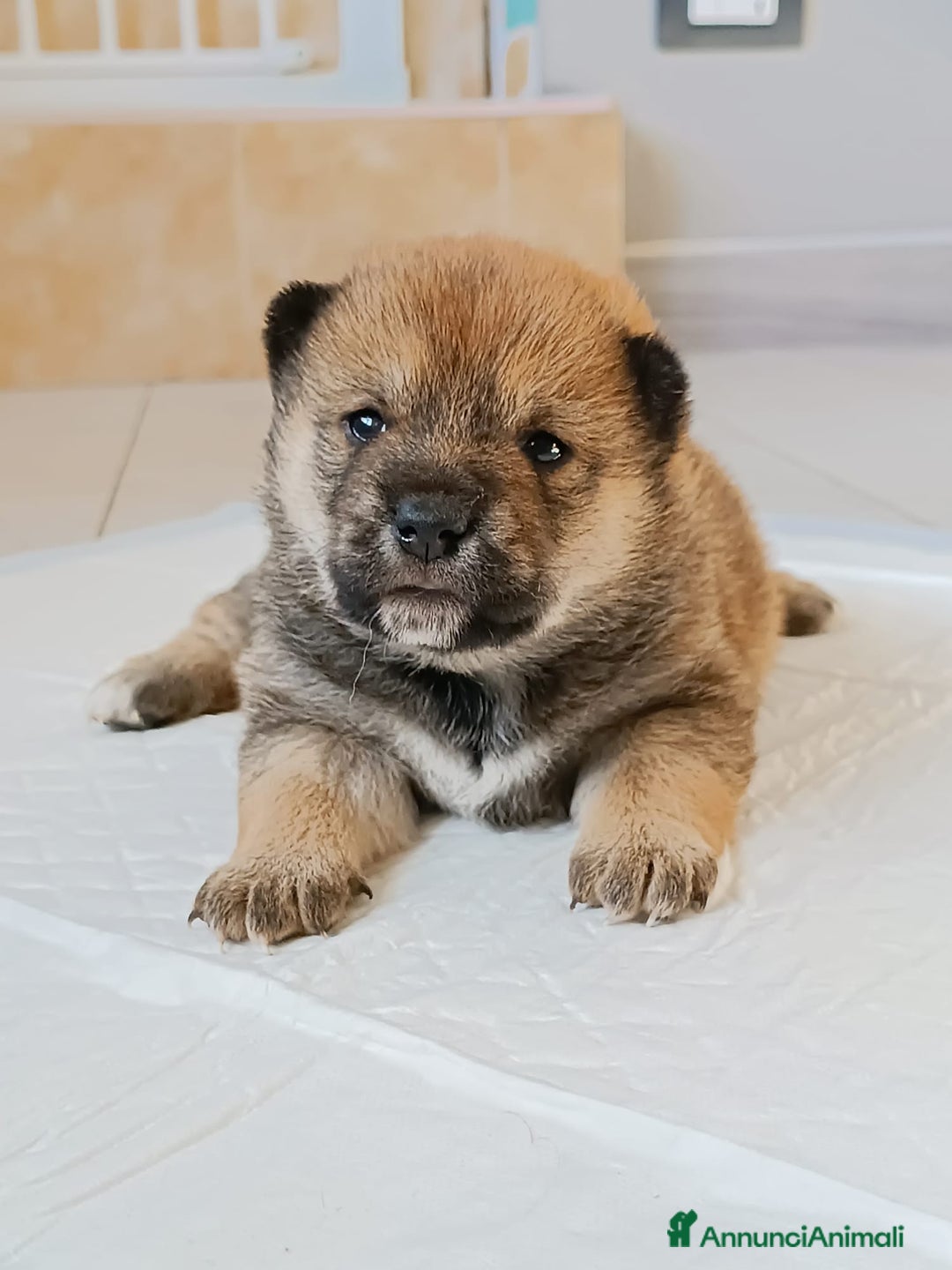 Shiba Inu cani in vendita: Cuccioli di Shiba Inu - Annuncio 7