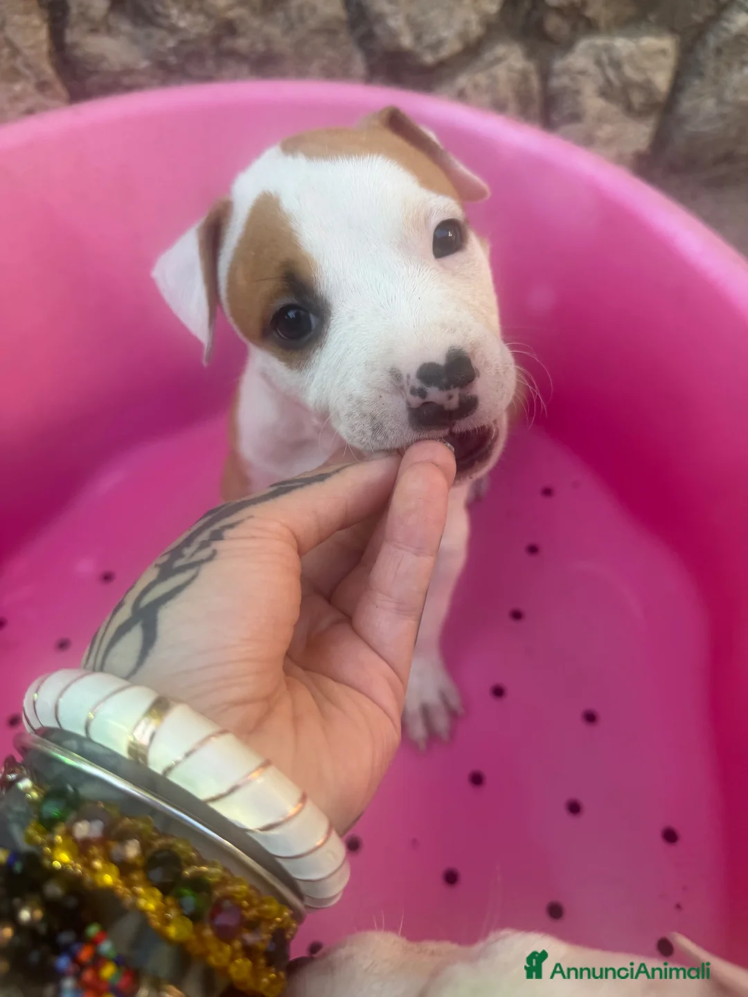 American Staffordshire cani in vendita: Cuccioli Amstaff  - Annuncio 2