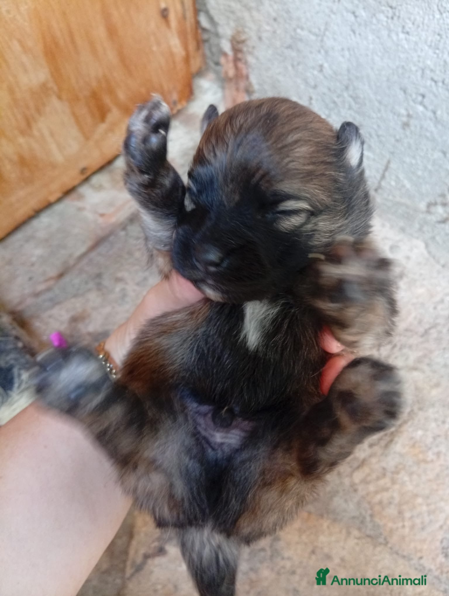 Volpino Pomerania cani Cucciolo di Pomerania in vendita  - Annuncio 2