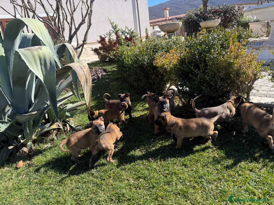 Pastore Belga cani in vendita: Pastore Belga Malinois a Provincia dell'Aquila - Annuncio 12