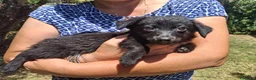 Meticcio cani in regalo: MOKA 🩷 la dolcezza ha trovato il suo nome 😍 a Provincia di Biella - Annuncio 9