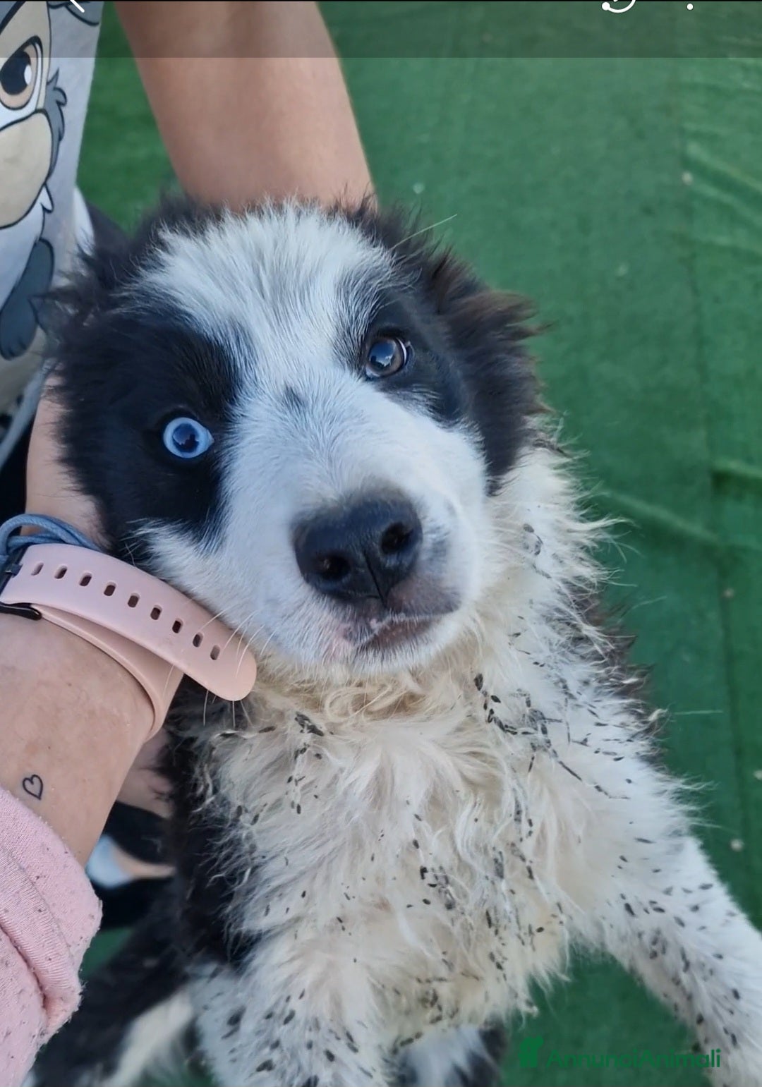 Border Collie cani in vendita: Cuccioli di border collie  - Annuncio 3