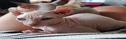 Sphynx gatti in vendita: Sphynx elf - Annuncio 2