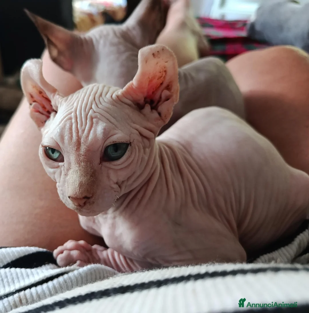 Sphynx gatti in vendita: Sphynx elf - Annuncio 2