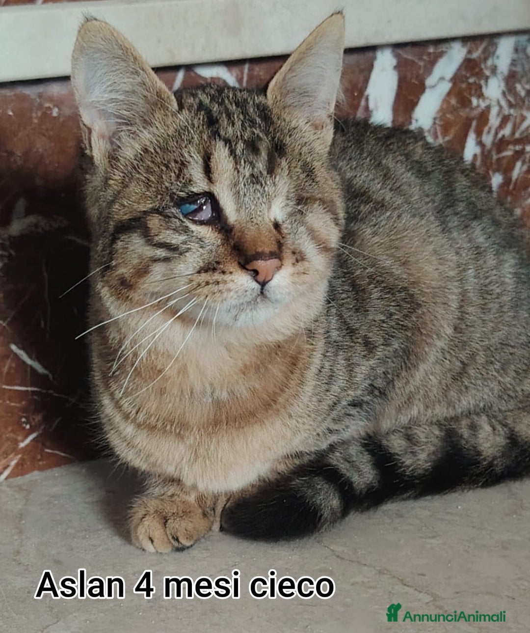 Altre razze gatti in regalo: TANTI MICINI SOLI  - Annuncio 8