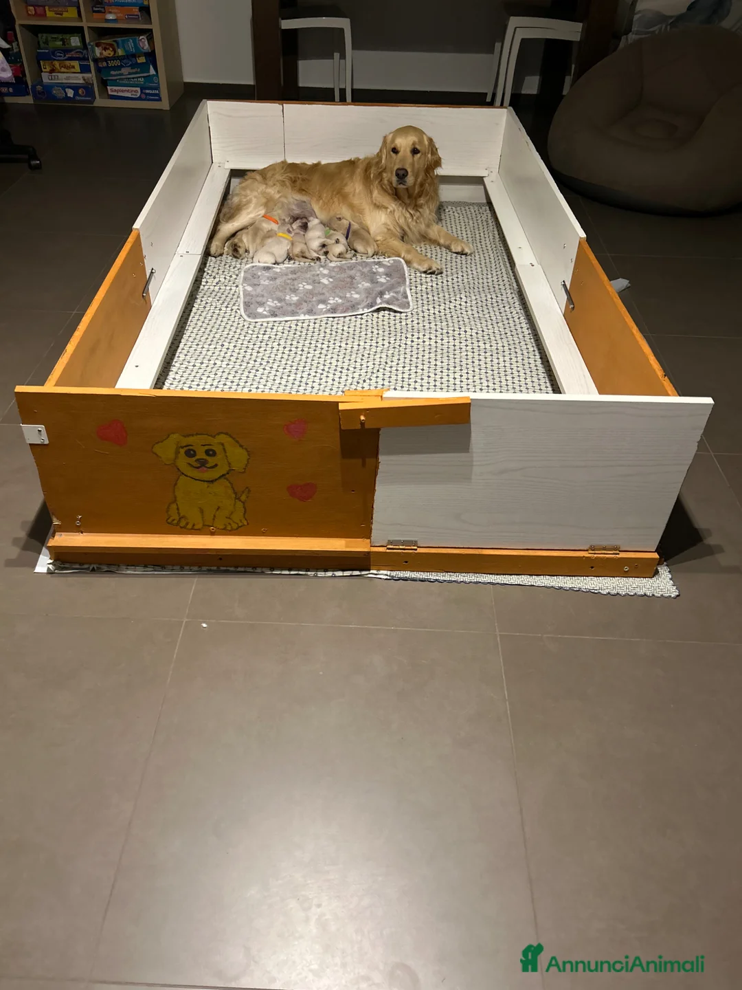 Golden Retriever cani in vendita: I cuccioli di Dea e Axel - Annuncio 2