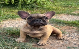 Bulldog Francese cani in vendita: Bulldog francese  a Città metropolitana di Milano - Immagine 8