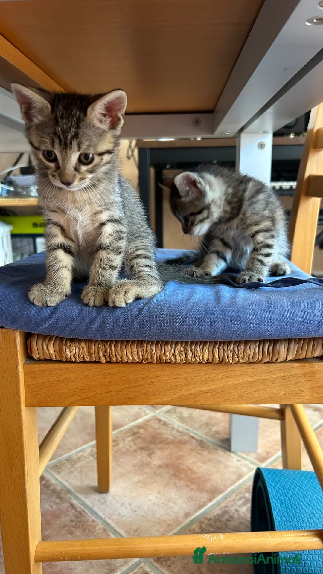 Europeo gatti in regalo: Gattini in adozione  - Annuncio 3