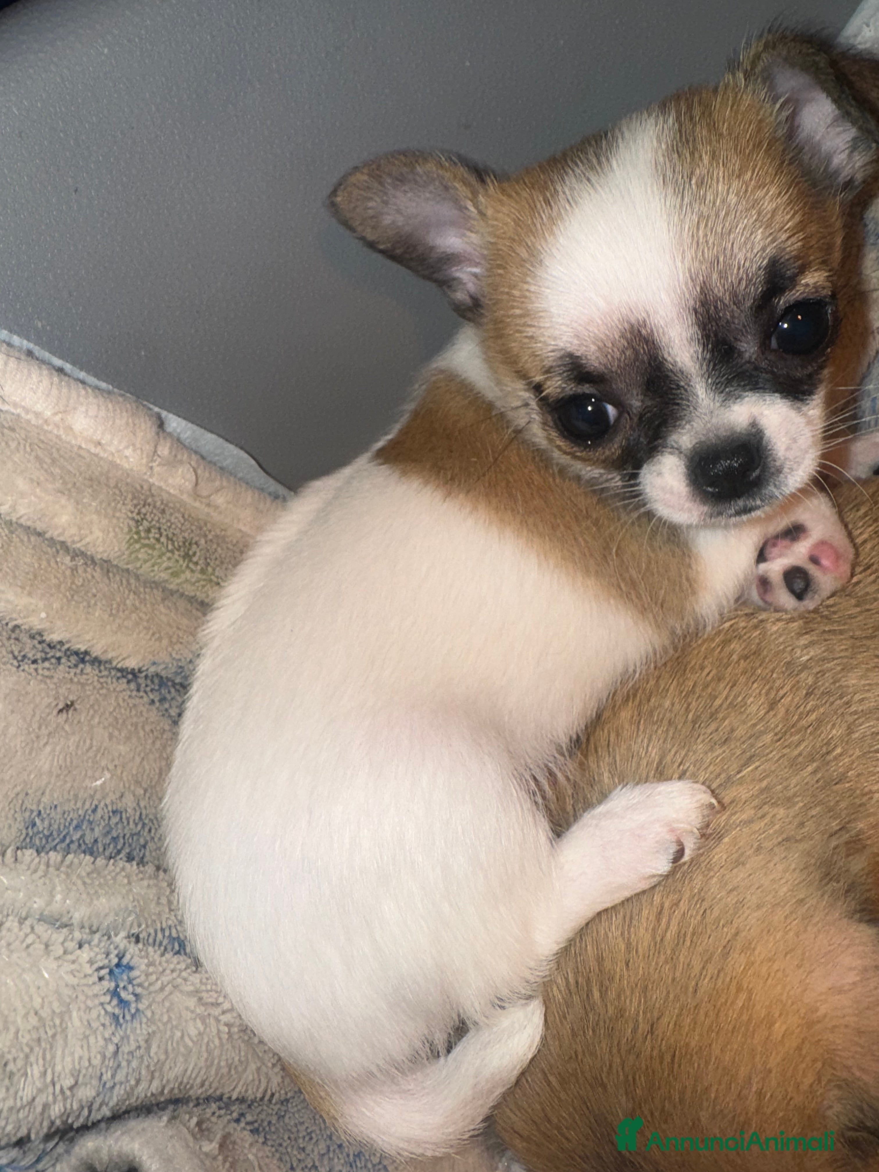 Chihuahua cani Chihuahua - Annuncio 3