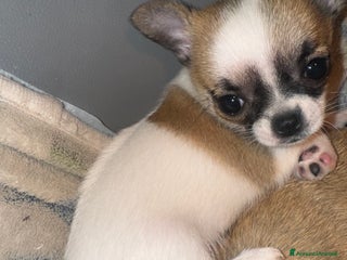 Chihuahua cani Chihuahua - Annuncio 1