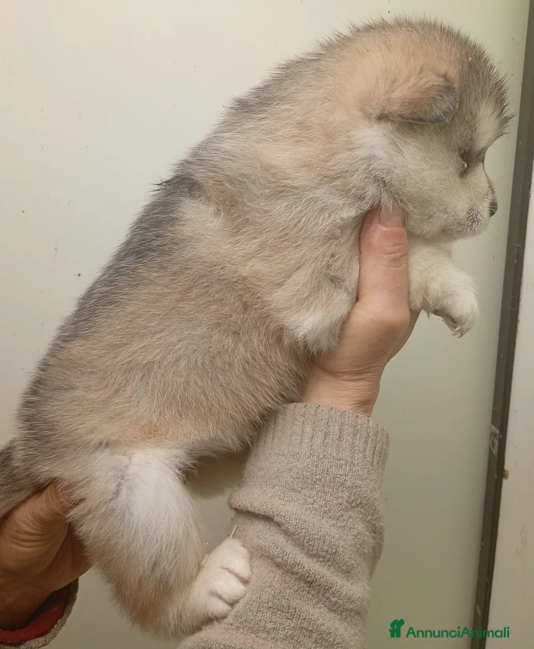 Alaskan Malamute cani in vendita: Cuccioli Alaskan Malamute - Annuncio 9