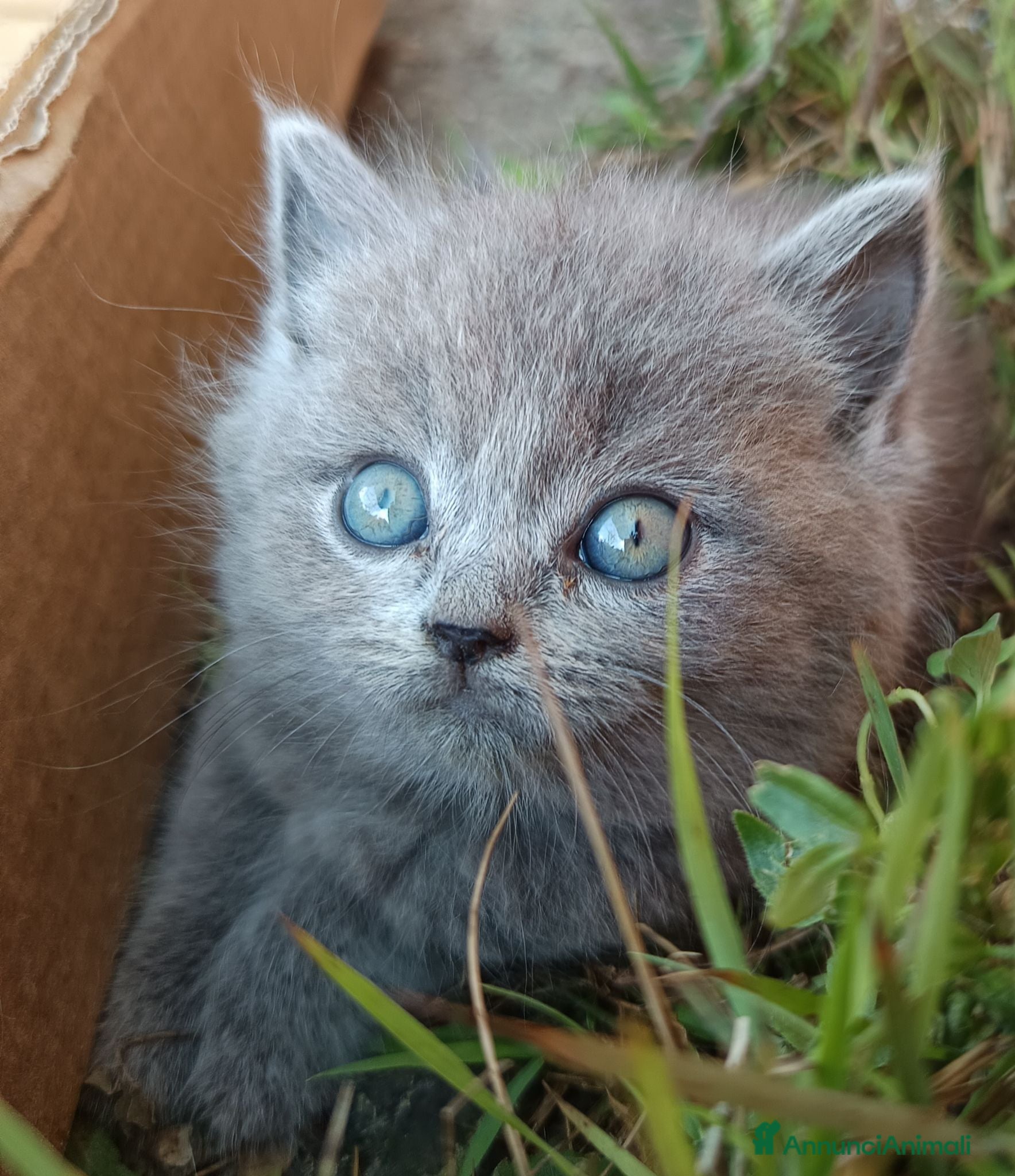 British gatti Adorabili gattini British shortair  - Annuncio 2