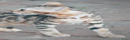 Bengala gatti in vendita: Stupenda cucciola di gatto Bengala 3 mesi - Annuncio 8