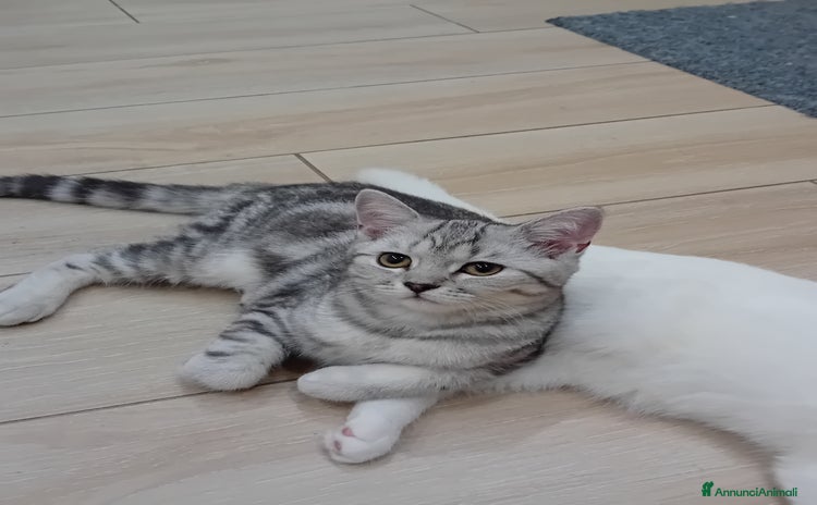 Scottish gatti a Provincia di Piacenza - Annuncio 2