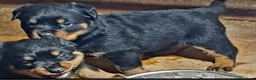 Rottweiler cani in vendita: Disponibili cucciolo Rottweiler - Annuncio 7