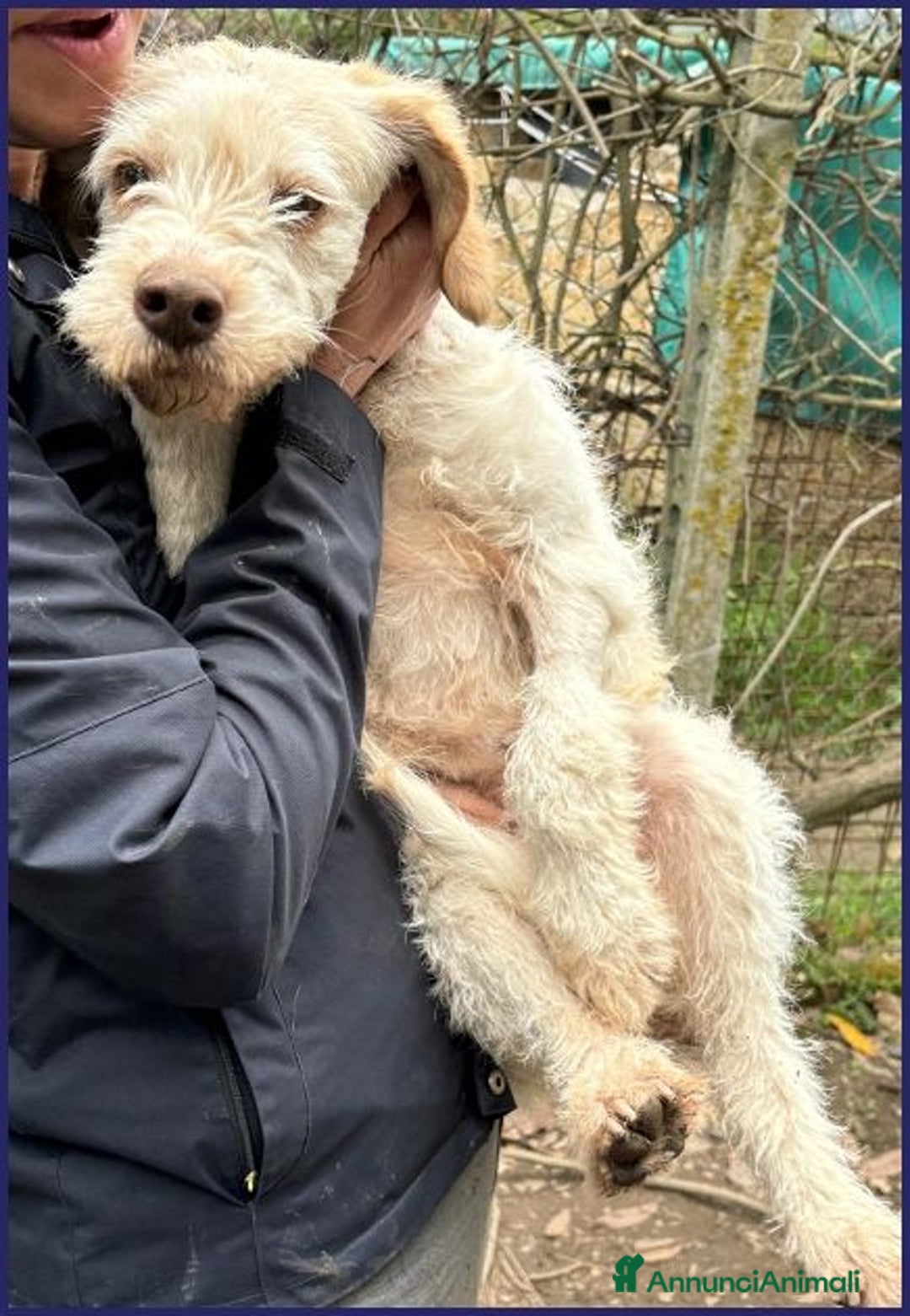 Meticcio cani in regalo: SPIGA tenera spinoncina di 3 anni circa - Annuncio 3