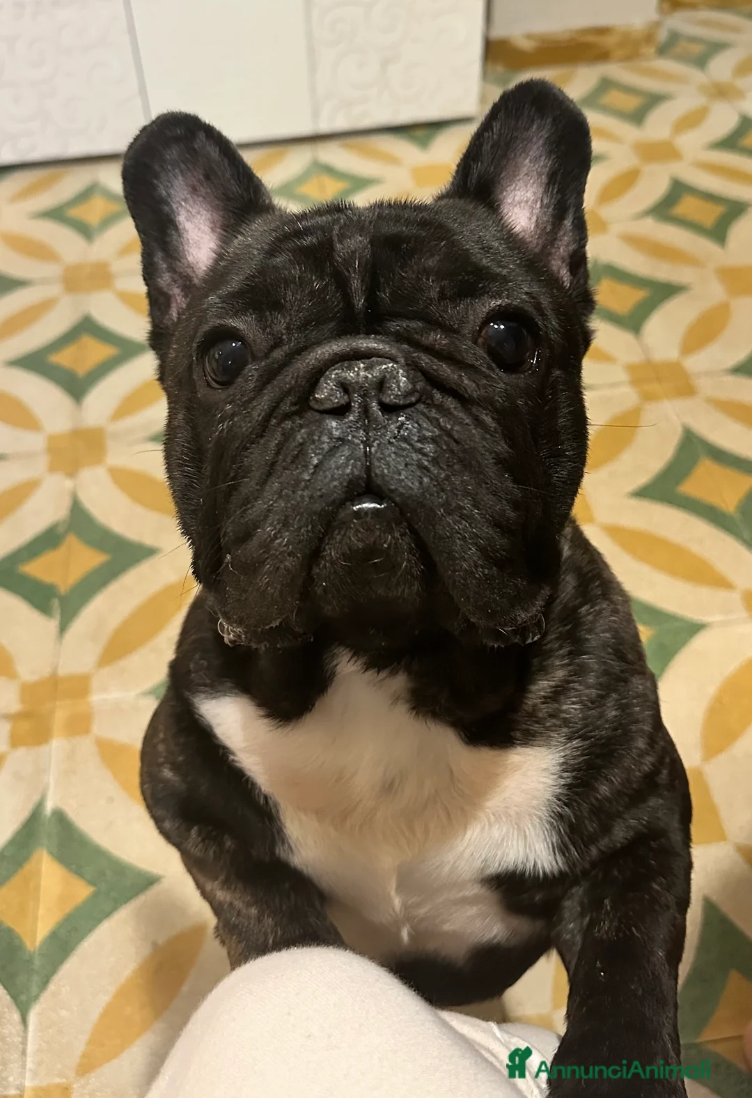 Bulldog Francese cani in vendita: Bulldog francese  - Annuncio 2