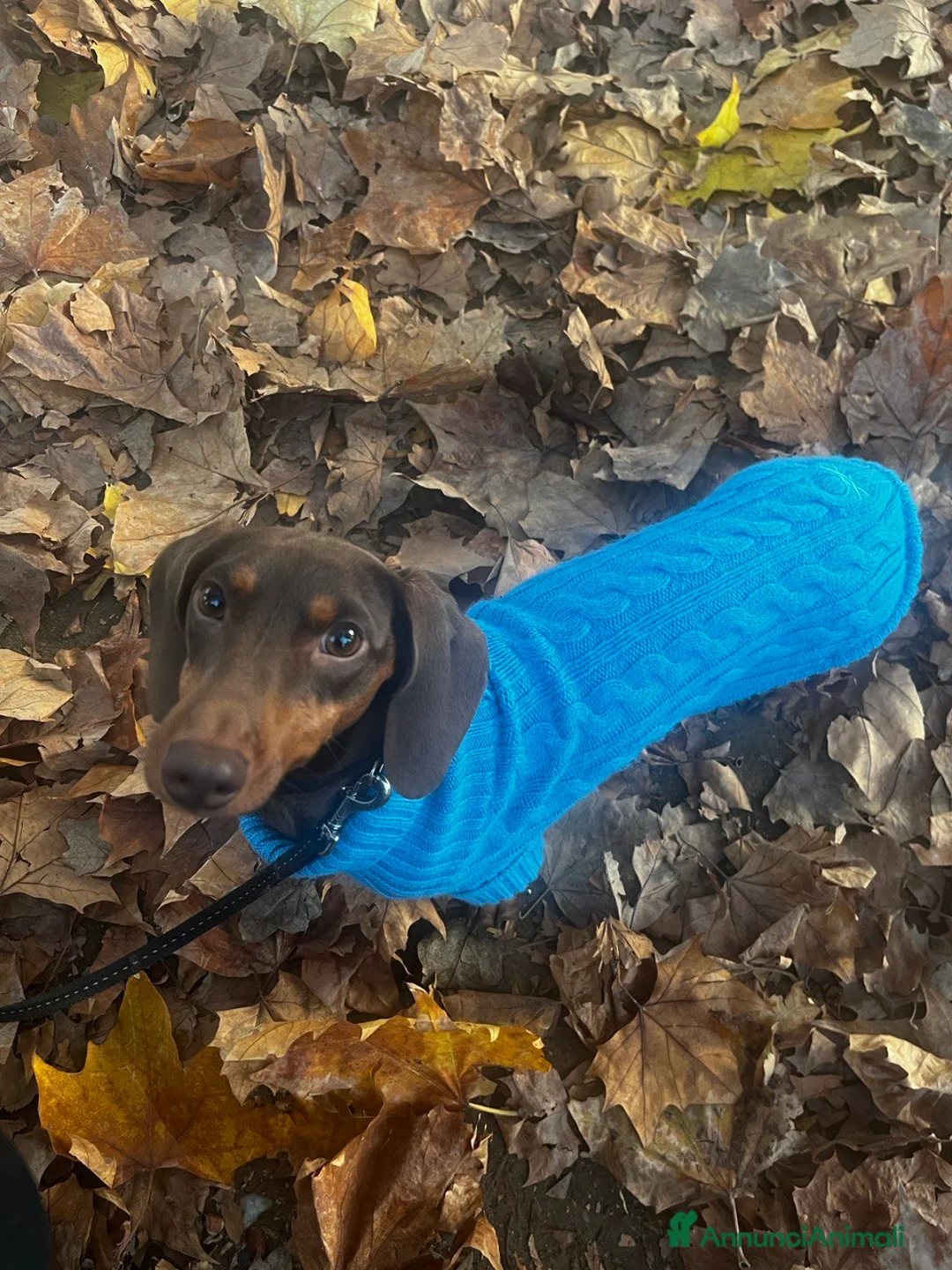 Bassotto cani per accoppiamento: Lui cerca lei a Provincia di Treviso - Annuncio 3