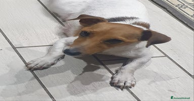 Jack Russell cani Cuccioli Jack Russell Terrier - Annuncio 15