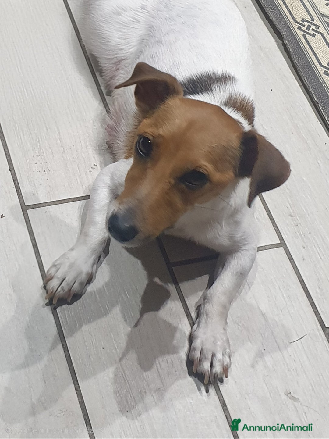Jack Russell cani in vendita: Cuccioli Jack Russell Terrier - Annuncio 2