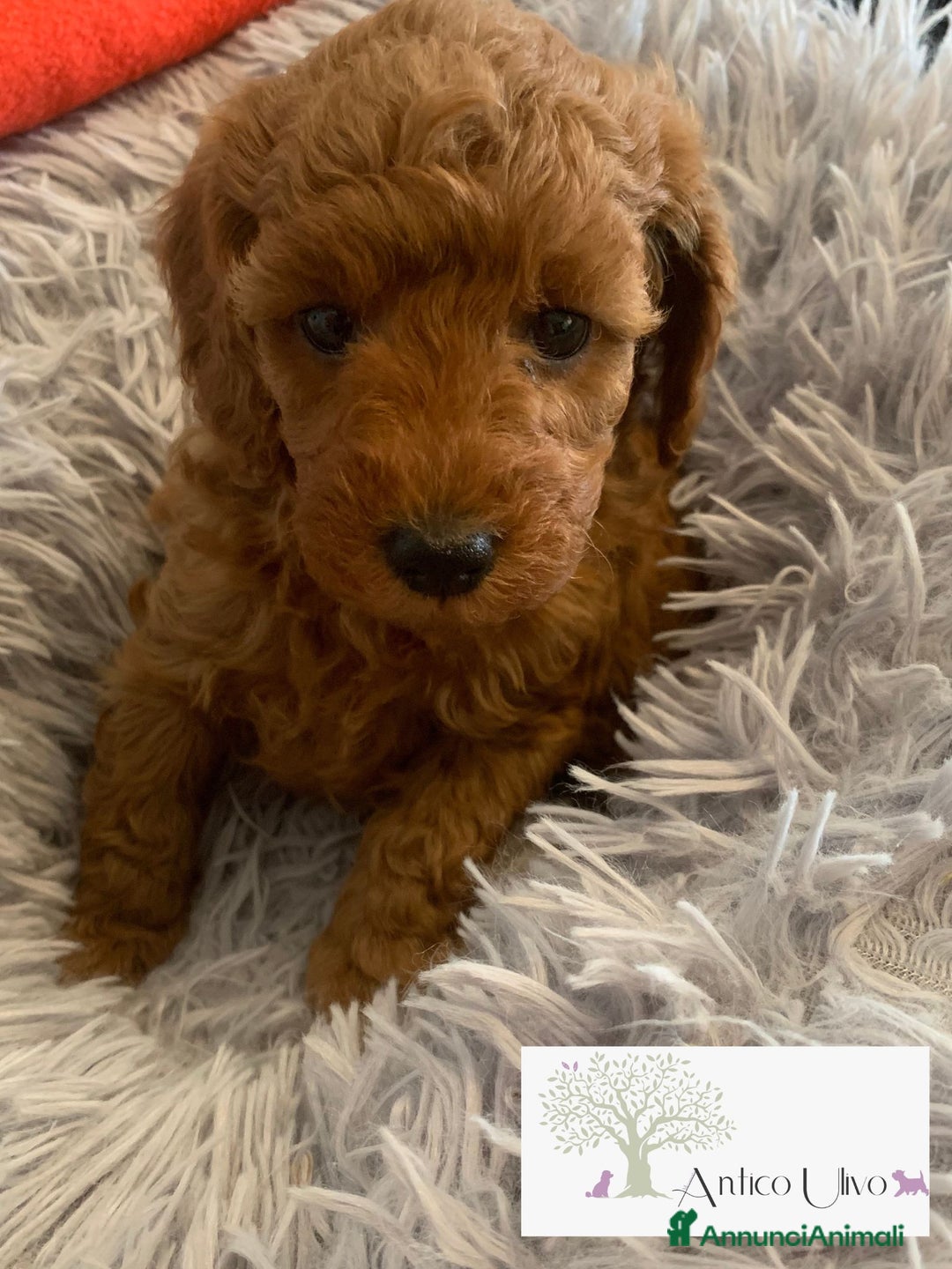 Barboncino cani in vendita: Barboncini fulvi toy e nani con Pedigree - Annuncio 3