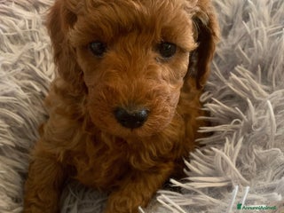 Barboncino cani Barboncini fulvi toy e nani con Pedigree - Annuncio 1