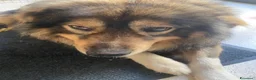 Pastore dei Carpazi cani in regalo: Max, gigante buono - Annuncio 5