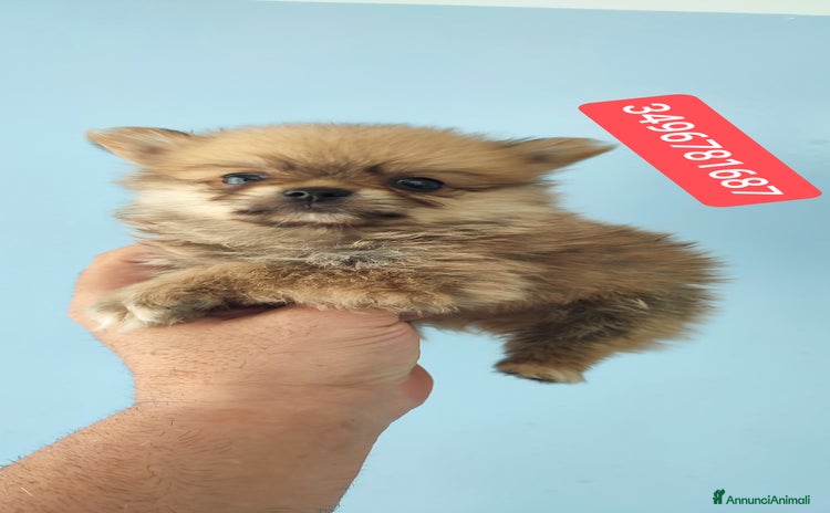 Spitz cani a Città metropolitana di Reggio Calabria - Annuncio 15
