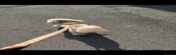 Barboncino Toy cani per accoppiamento: Barboncino toy cerca fidanzatina  a Città metropolitana di Milano - Annuncio 3