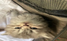 British gatti in vendita: Cuccioli British shorthair e longhair a Città metropolitana di Milano - Immagine 3