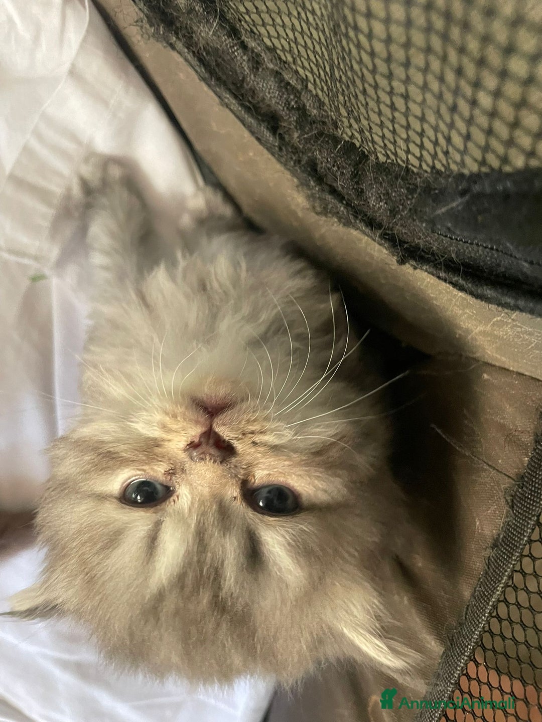 British gatti in vendita: Cuccioli British shorthair e longhair a Città metropolitana di Milano - Immagine 3