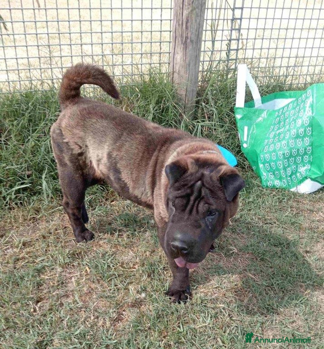 Shar Pei cani in regalo: SHALPETTA_ cucciolona di  shar pei in adozione a Provincia di Latina - Annuncio 3