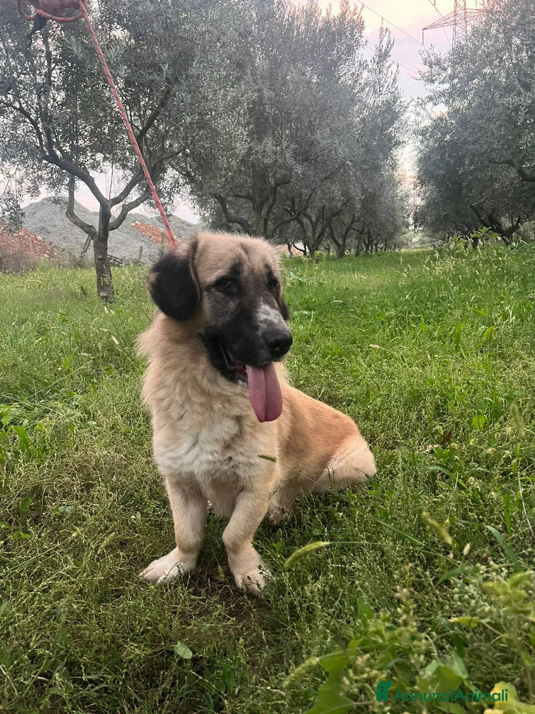 Meticcio cani in regalo: Ciaky cagnolino mansueto e coccolone - Annuncio 16