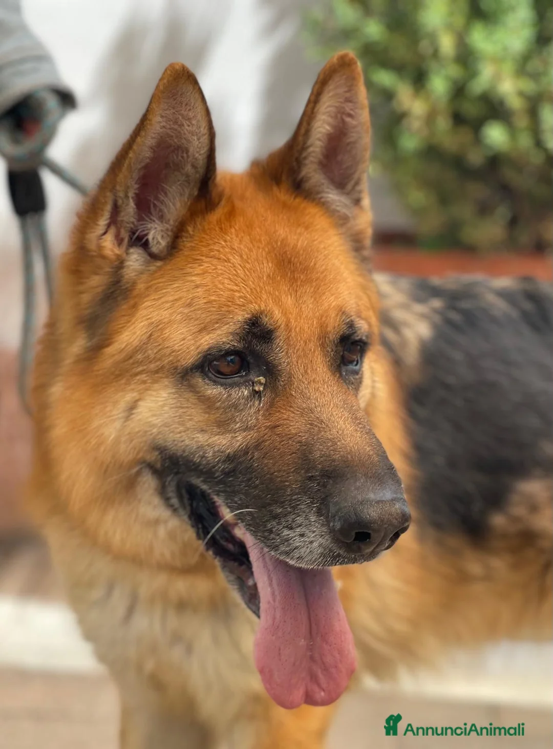 Meticcio cani in regalo: RAMOS PASTORE TEDESCO - Annuncio 1