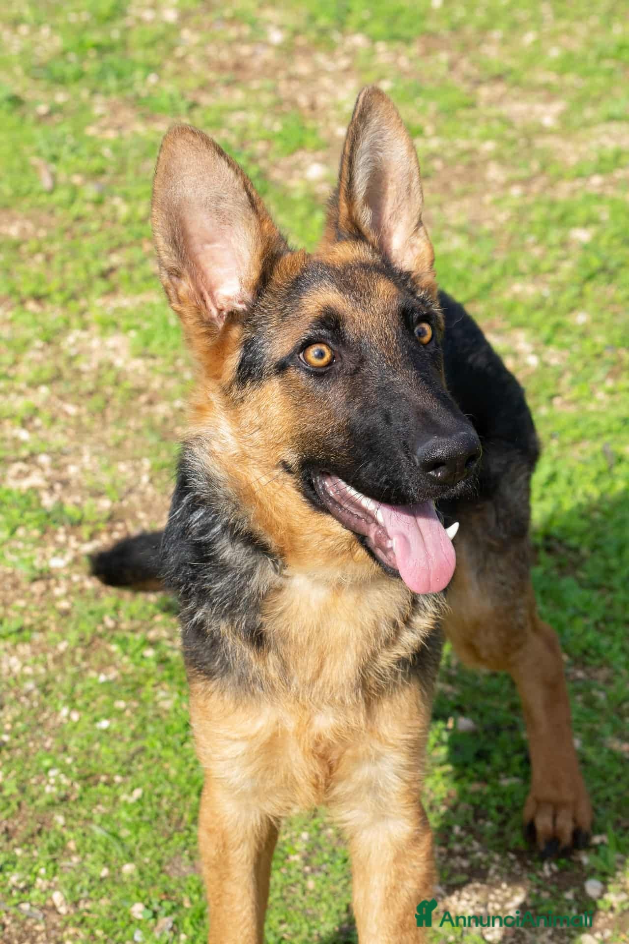 Pastore Tedesco cani Battista - Annuncio 1