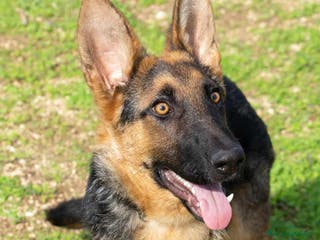 Pastore Tedesco cani Battista - Annuncio 32