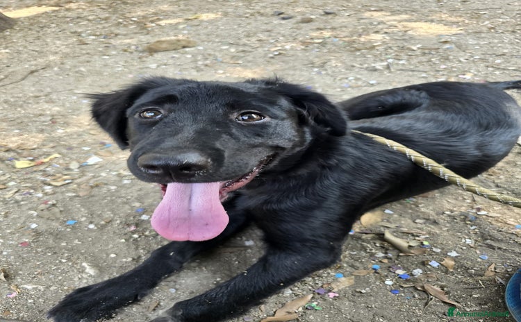 Meticcio cani a Città metropolitana di Roma Capitale - Annuncio 10