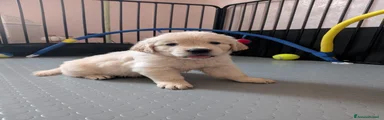 Golden Retriever 4