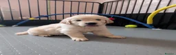 Golden Retriever cani in vendita: Cuccioli di Golden Retriever - Annuncio 3