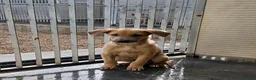 Meticcio cani in regalo: Paride dolce cucciolo in adozione - Annuncio 5