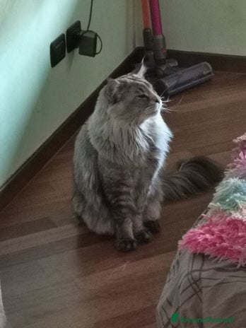 Maine Coon gatti Maine coon maschio per monta - Annuncio 4