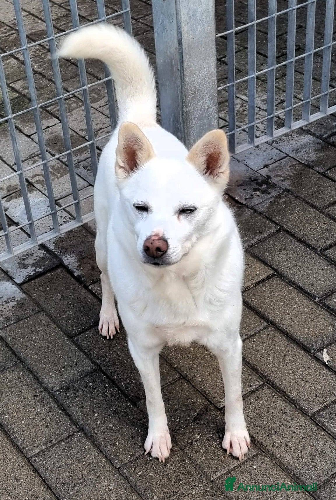 Meticcio cani FOX DIVERSAMENTE GIOVANE - Annuncio 2