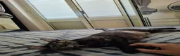 Meticcio gatti in regalo: MIA, 9 mesi, già sterilizzata, negativa FIV FELV  - Annuncio 4
