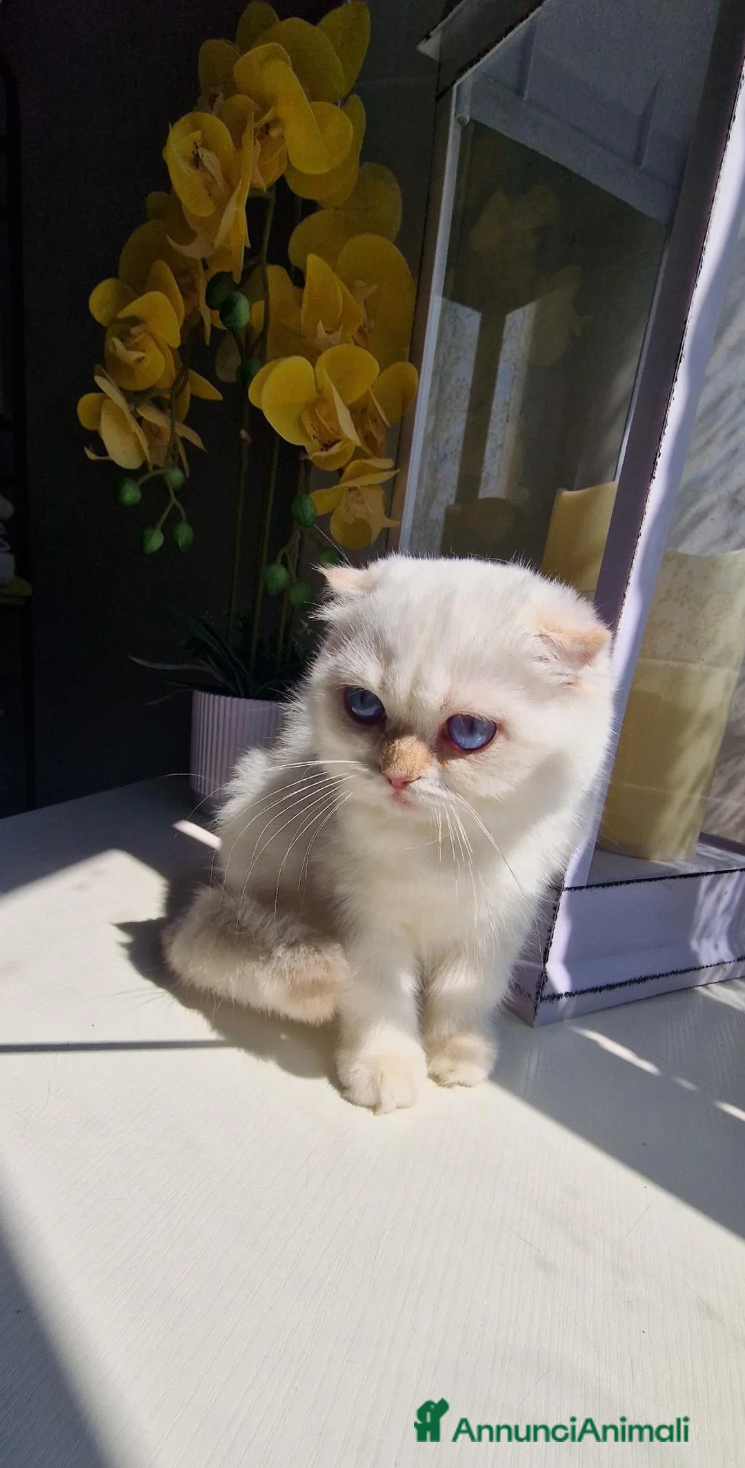 Scottish gatti in vendita: Scottish Fold  - Annuncio 6