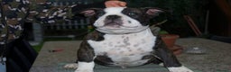 American Bully cani in vendita: American Bully Poket - Annuncio 4