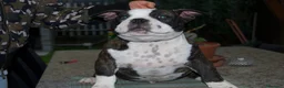 American Bully cani in vendita: American Bully Poket - Annuncio 4