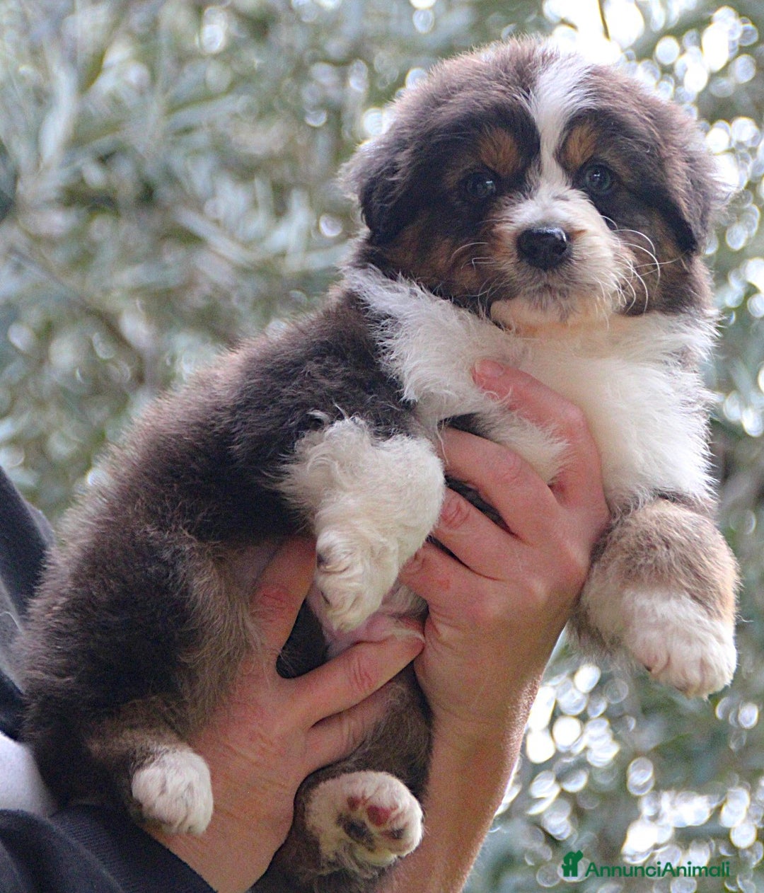 Australian Shepherd cani in vendita: CUCCIOLI DI PASTORE AUSTRALIANO - Annuncio 4