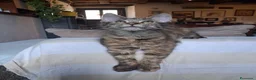 Maine Coon gatti in vendita: Gattina maine coon - Annuncio 6