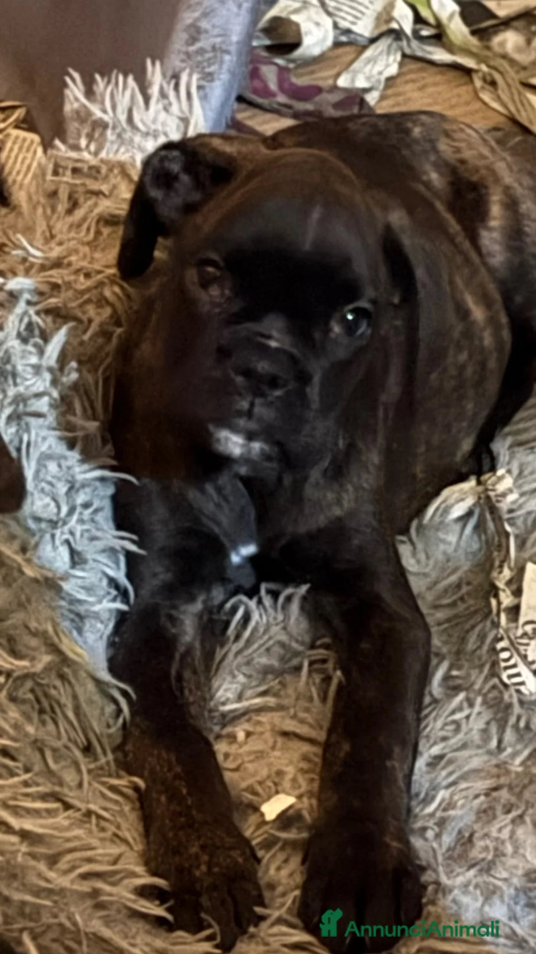Boxer cani in vendita: Cuccioli boxer - Annuncio 4